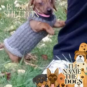 Meet your Posher, Gidget